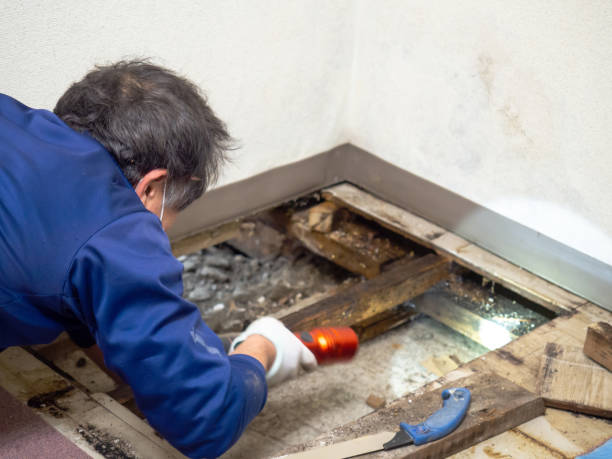 Best Residential Mold Removal  in Belle Meade, TN