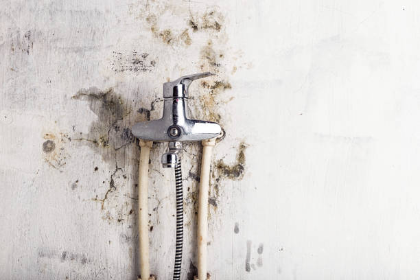 Best Mold Testing  in Belle Meade, TN