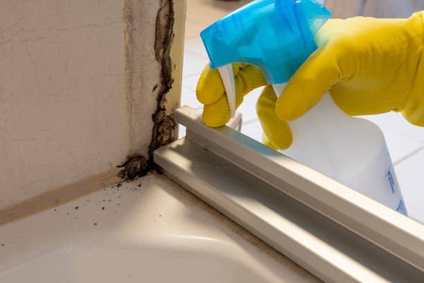 Best Attic Mold Removal  in Belle Meade, TN