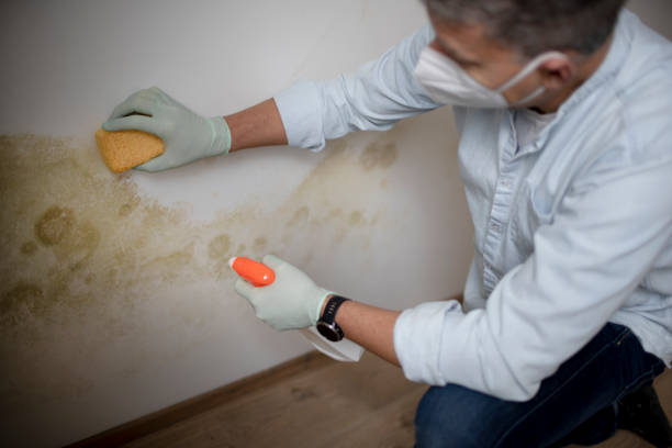 Crawl Space Mold Removal in Belle Meade, TN