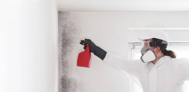 Best Mold Damage Repair  in Belle Meade, TN