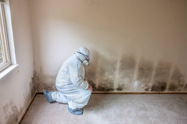 Best Residential Mold Removal  in Belle Meade, TN
