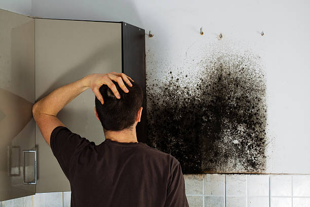 Attic Mold Removal in Belle Meade, TN