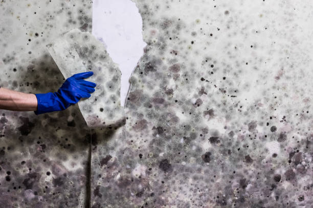 Best Black Mold Removal  in Belle Meade, TN